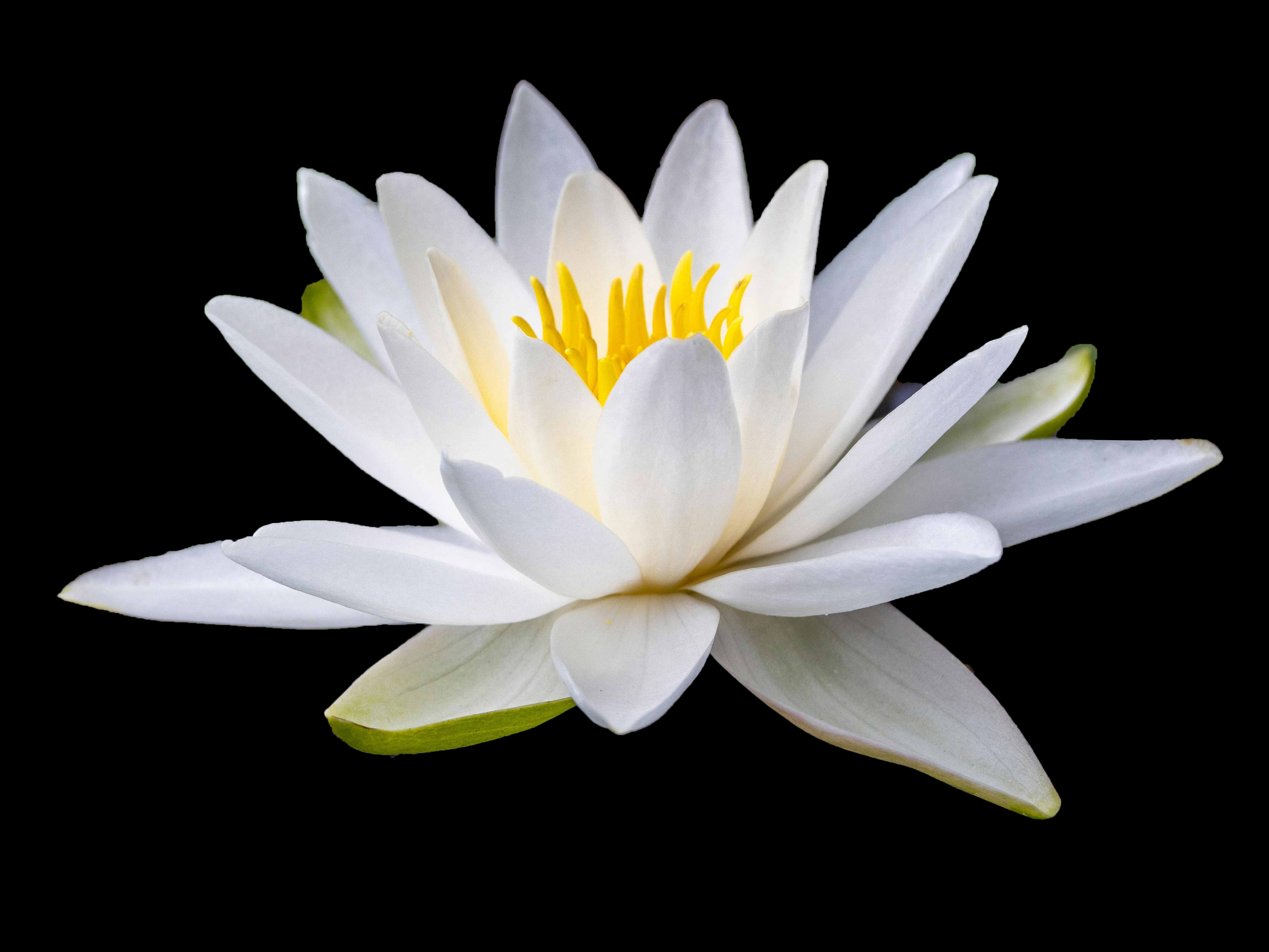 <span class='glz-mt-abo'>Abo</span>Die Seele des Menschen gleicht einer Blume